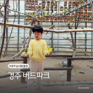 [경북 경주] 버드파크 | 앵무새 먹이주기 체험 실내동물원 아이랑 갈만한곳