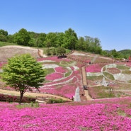 산청 여행 생초국제조각공원 꽃잔디축제
