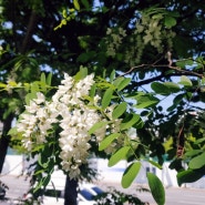 봄꽃 이팝나무 아카시아나무