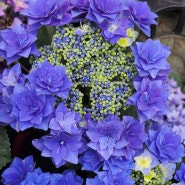 수국의 종류와 변하는 꽃 색깔