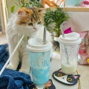 광주 북구, 풀장•캠핑장 완비된 고양이 카페🐈[냥쿤하우스]애견동반가능한 이색데이트