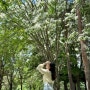 5월 6월 꽃구경 가볼만한곳 이팝나무 군락지 대전 들의공원 대전역 가볼만한곳 피크닉 주차장