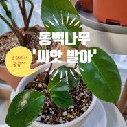 [식물생활] <동백나무 씨앗> 발아에서 유묘까지 2개월간의 기록 2024.02.18~2024.04.21