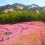 불암산 나비공원 & 불암산 철쭉동산 - 화려한 봄 풍경에 취하다