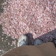 4월은 벚꽃엔딩