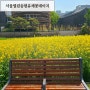 서울5월여행지 열린송현 유채꽃 샤스타데이지명소