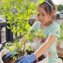 집에서 블루베리 나무 키우기 아이와 함께 깨비농장 블루베리 재배 세트 활용기
