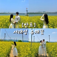 서울 반포 한강 서래섬 유채꽃 축제 일정 및 후기