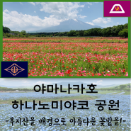 [야마나카코 여행] 후지산과 함께 감상하는 꽃밭 '야마나카호 하나노미야코 공원' (야마나시 여행/가와구치코 주변 여행/후지산 여행/후지산 사진스폿)