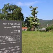 양산 신전리 이팝나무 꽃말 포토 명소 천연기념물 주소