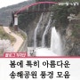 [영상] 송해공원에 봄이 찾아왔나 봄~ :: 옥연지 송해공원 봄풍경