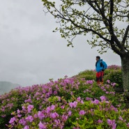 황매산 환종주(17km,모산재주차장→돛대바위→모산재→ 철쭉군락지→정상→ 삼봉→ 상봉→장군봉→모산재주차장)