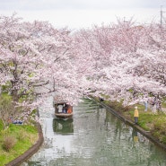2024 교토 벚꽃 여행 5일차-2탄(후시미 짓코쿠부네, 가장 예쁜 기억을 남겨준 벚꽃 명소)