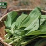 경북가족여행 :: 2024 영양 산나물 축제 프로그램 상세 안내