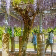 가나자와생활 - 후지다나(등나무)의 시즌, 하쿠산에서 즐기기