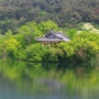 [경남 밀양] 위양지 - 왕버들이 늘어진 아름다운 호수