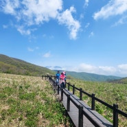 곰배령 숲나들e 예약방법 등산 코스 강원도 인제 점봉산 5월 야생화