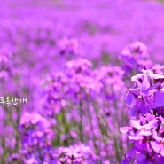경북 5월 여행지 가볼만한곳 영천 청유채 꽃구경 영천생태지구공원 보라유채꽃