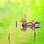 [일본 조류] 아오모리 히로사키 성 연지의 원앙 / Mandarin duck at the lotus pond of Aomori Hirosaki Castle