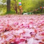 올해도 서산은 온통 핑크빛 세상, 상왕산 문수사 겹벚꽃 엔딩 탐방( 2024.04.30.)