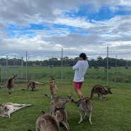 호주 시드니 여행 포트스테판 투어 시드니 동물원 후기