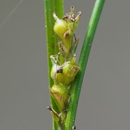 녹빛실사초(Carex sikokiana Franch. & Sav)