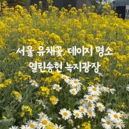 서울 유채꽃 데이지꽃 볼 수 있는 열린송현 녹지광장