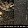 5월 약용작물·느타리버섯재배 기술 정보