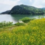 [경북/경주] 유채꽃 풍경이 아름다운 카페 바실라(Basilla)