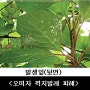 5월 오미자·우슬·지황재배 기술 정보