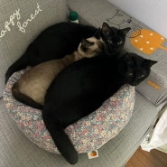고양이 세 마리용이었던 고양이방석