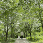 대전 이팝나무명소 들의공원 피크닉하기 좋은 공원