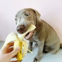강아지 바나나 먹어도 되나요? 간식 급여량은