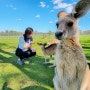 호주 여행 시드니 자유여행 포트스테판 투어는 필수