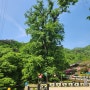 오랜만에 방문한 양평 용문산 관광단지(용문사 은행나무 등산로)