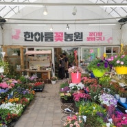 인천 귤현역/계양역 인근 한아름 농원에 꽃구경 다녀왔어요