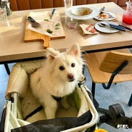 수원 행궁동 세컨디포레스트 애견동반 파스타 맛집 식당