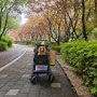 강아지랑 봄날 산책 나들이 🌸