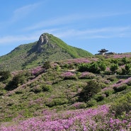 봄꽃축제 황매산 철쭉제