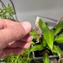 키우기 가장 쉬운 식물은 넉줄고사리 후마타고사리