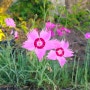 [5월의 꽃] 패랭이꽃 카네이션 색깔별 꽃말