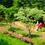 〔인천서구〕 우리 동네에도 이팝나무꽃들이 많이 피었다(ft. 경서근린공원)