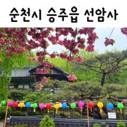 밥쑤 [ 순천가볼만한곳 ] 전남 순천시 승주읍 겹벚꽃 맛집 데이트 여행지 추천 '선암사'