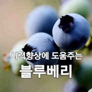 시력향상 등에 도움주는 블루베리 효능과 성분