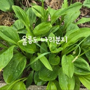 울릉도 가볼만한 곳 나리분지 놀이터 탐방로 산책 투막집