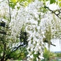 산책길에 만난 흰꽃들과 숲속도서관