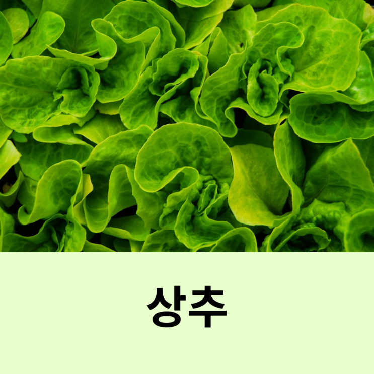 상추 로메인 상추 효능과 부작용 영양성분 상추 종류 : 네이버 블로그