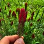 진홍 토끼풀이 귀화식물로 꽃말과 재배방법