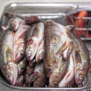 임연수어는 맛없는 군부대 납품 저급 생선이다? 임연수어에 관한 오해와 진실