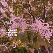 인천 이팝나무 향기 가득, 수도권 만개! | 강남역, 광화문 가로수 흰꽃